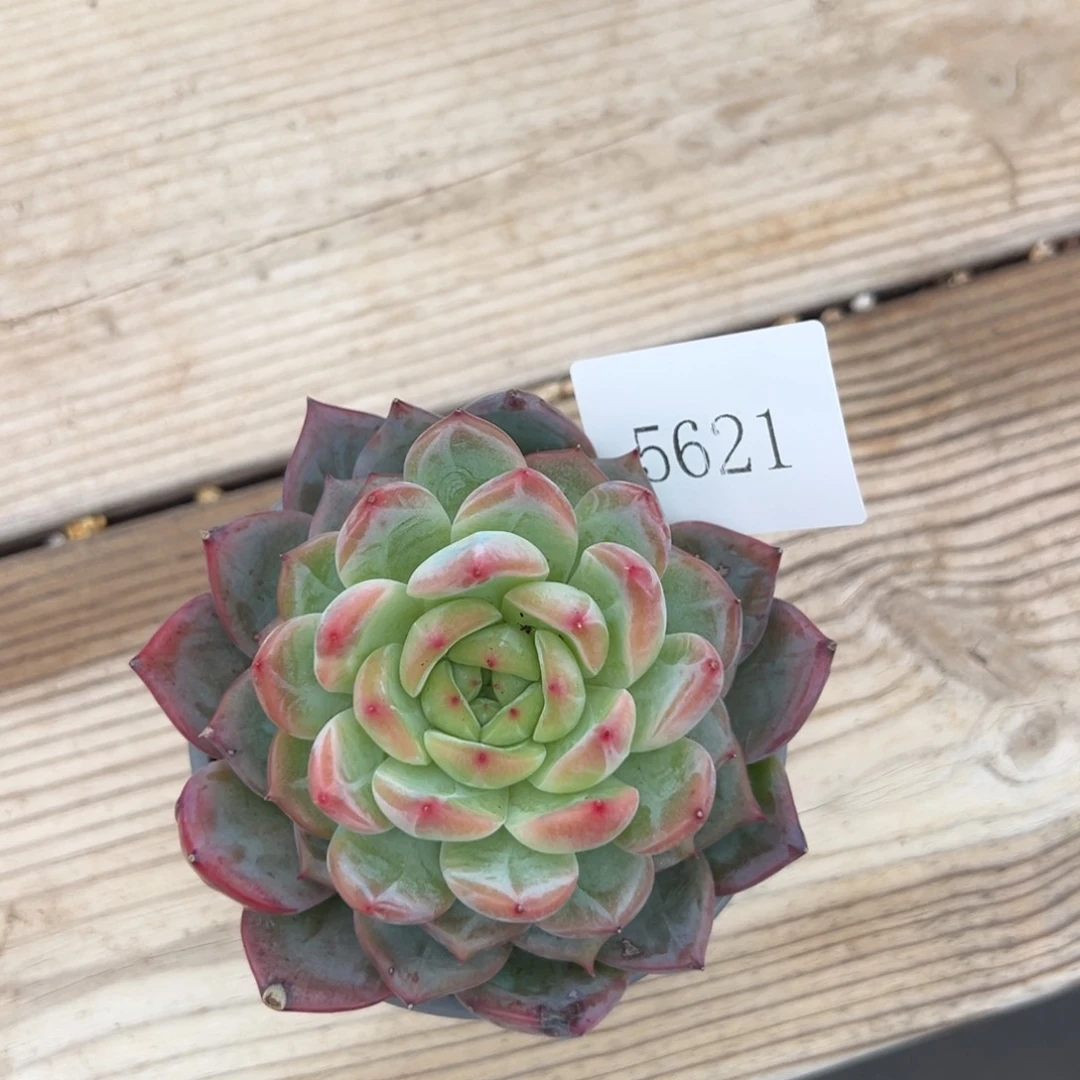 叶*5621肉肉肉肉肉肉肉肉