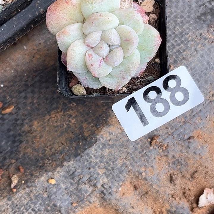 茉*多肉植物一物一拍