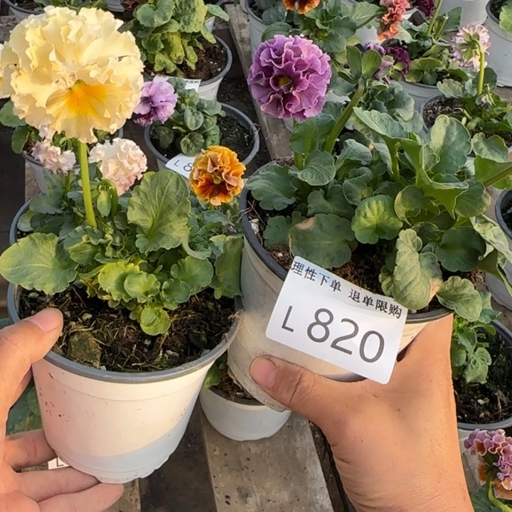 我***～无花朵L820两棵小苗低于零下5勿拍
