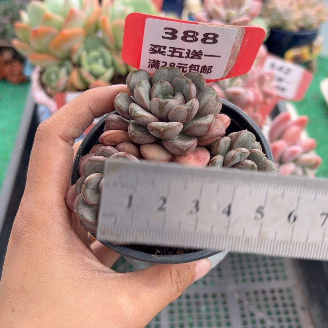 表妹精品多肉植物388: