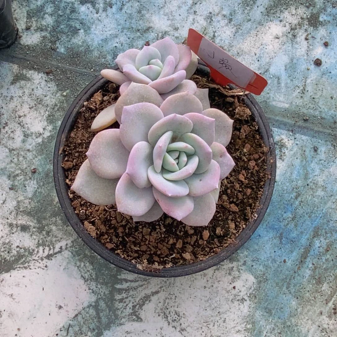 ┛****┍多肉植物1111111111