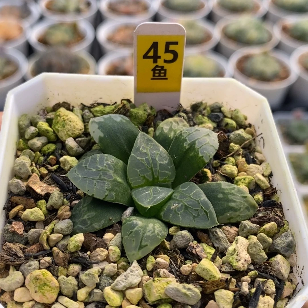 45号生生不息多肉