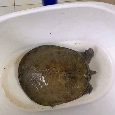 中国大陆开箱请拍视频甲鱼