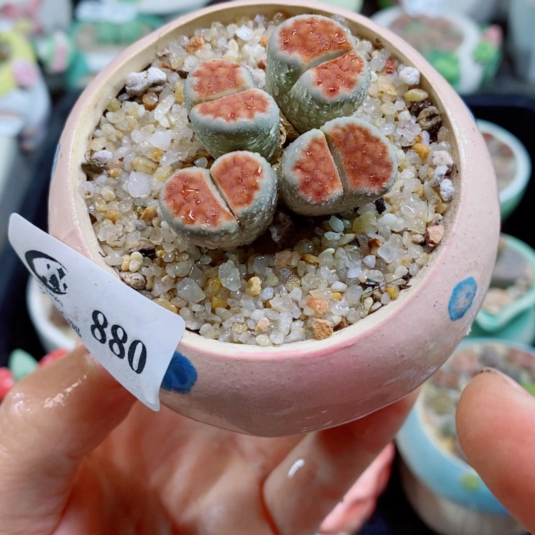 生石花花花花花花花880