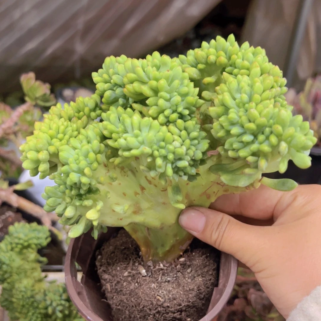 春萌缀化整装整群