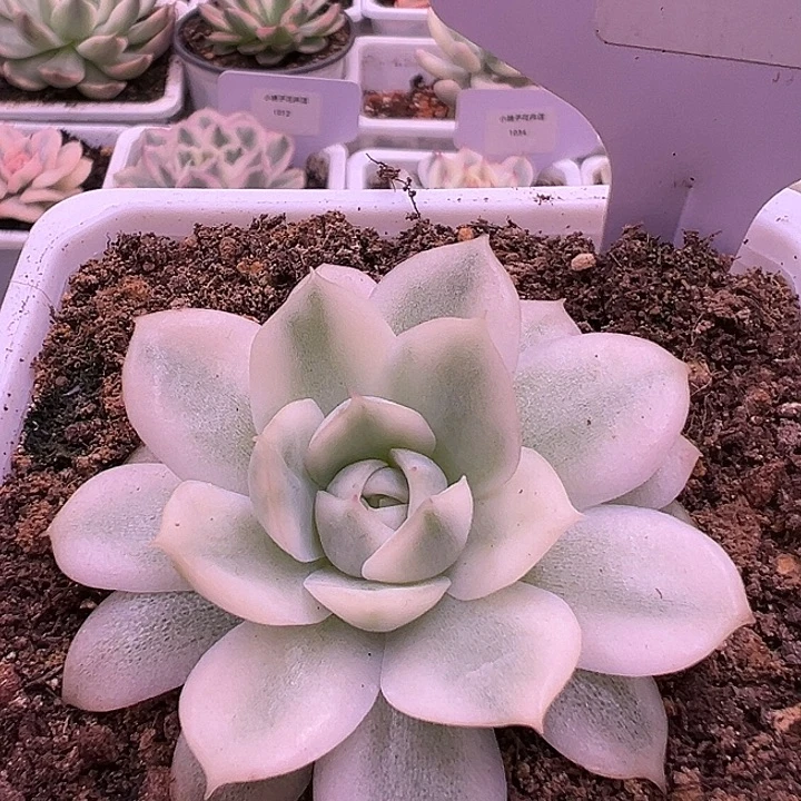 1043号韩水晶锦多肉