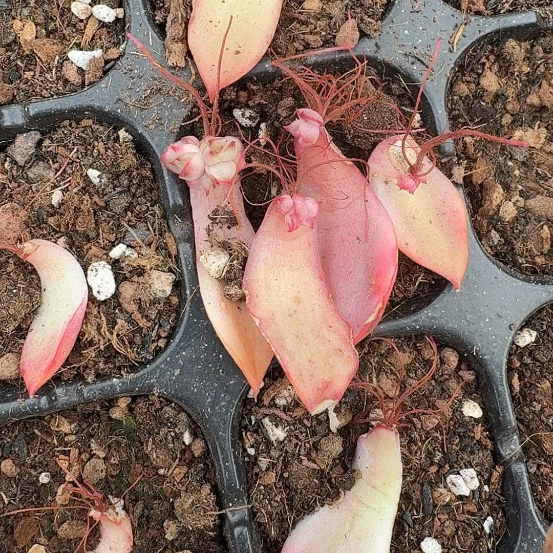 红灯叶片一物一拍