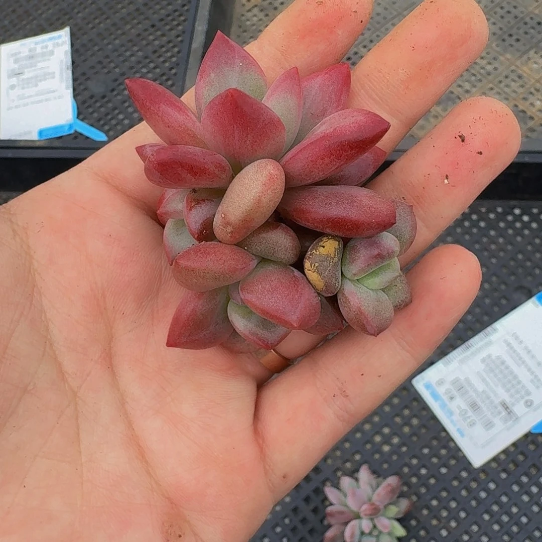 赫菲斯托 4头 一物一拍