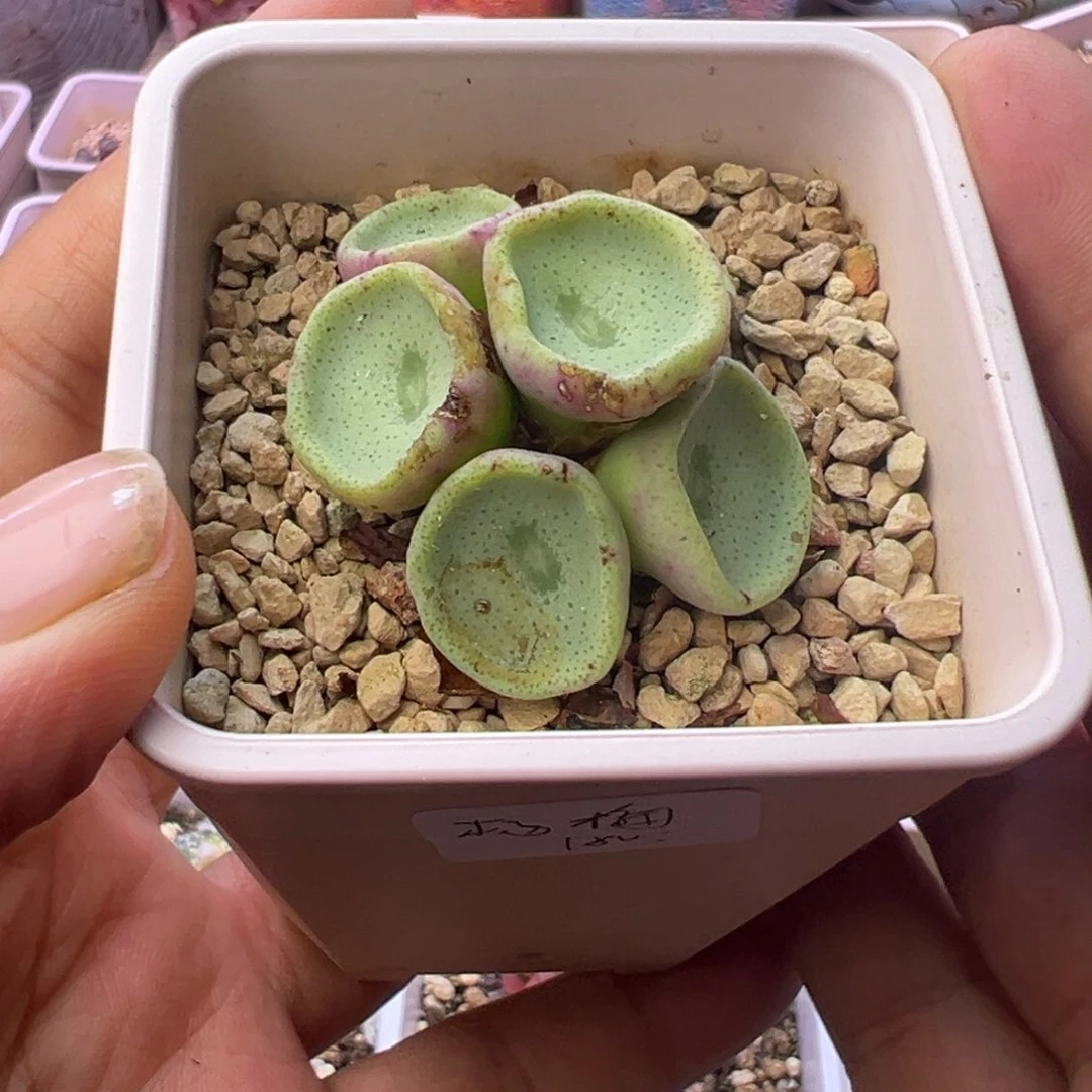 保****师多肉植物肉锥酒杯