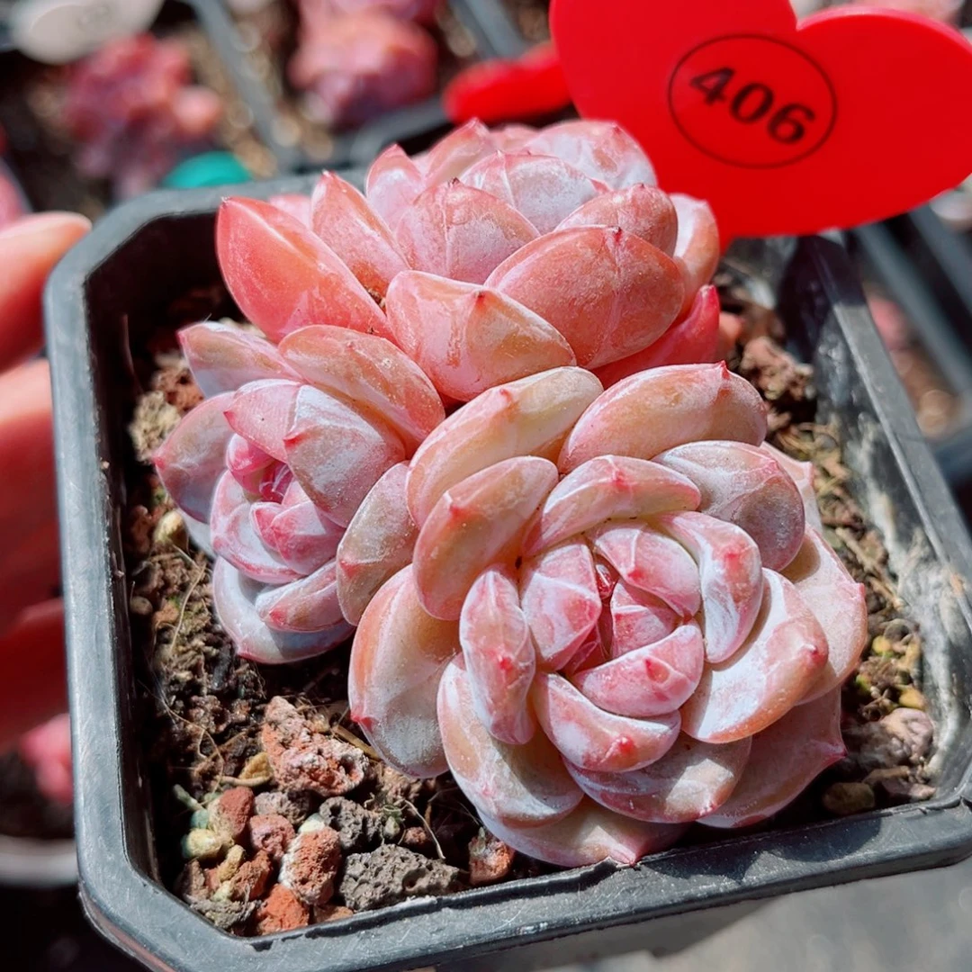 406号小老桩石榴籽星影群