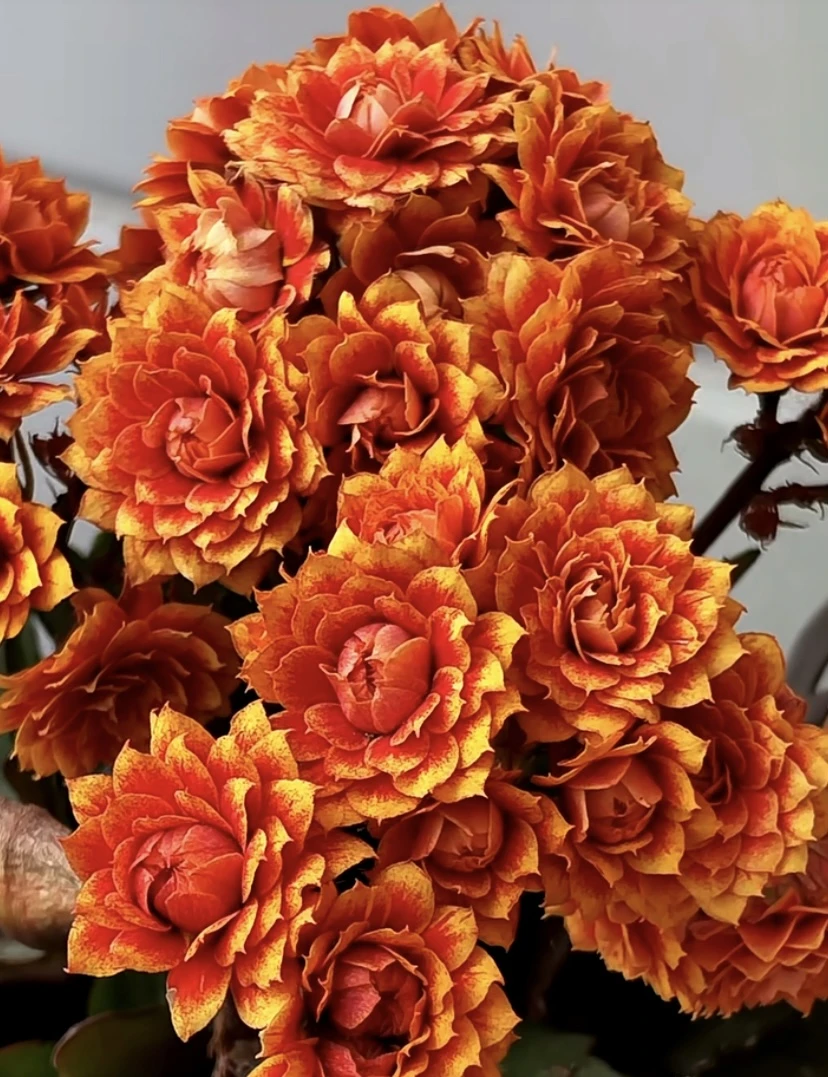 长寿花【盛宴】10厘米精美盆栽