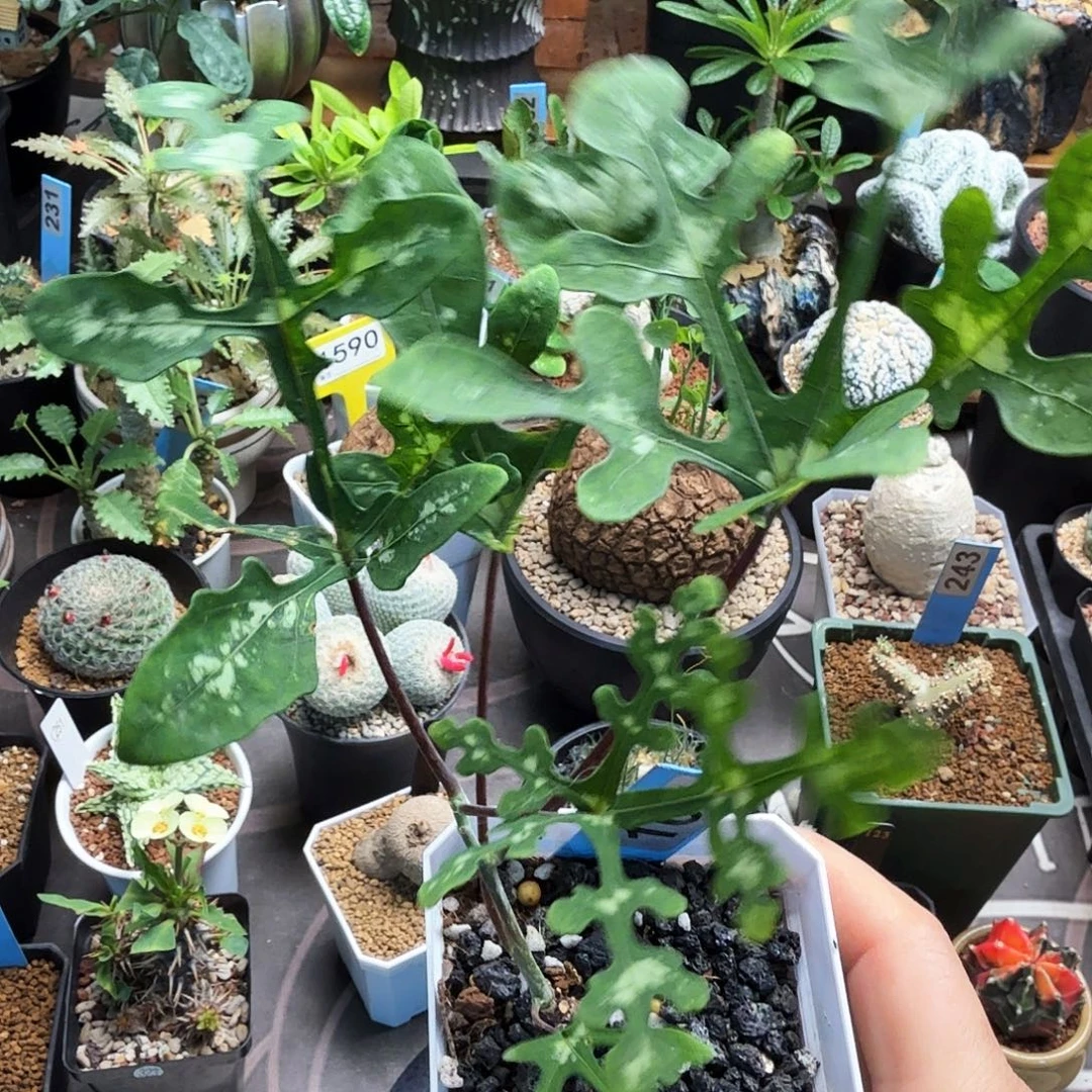 雪花西番莲167块根植物