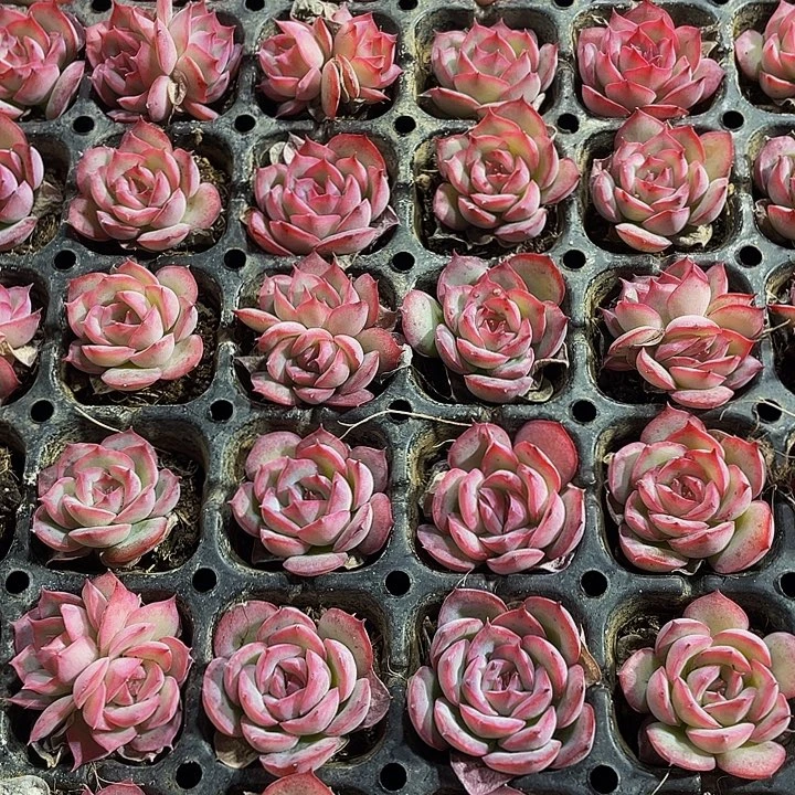 小侧影1元带土发货