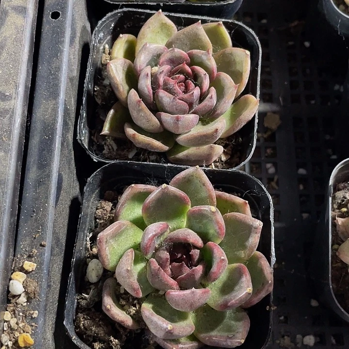 6.5方黑水晶玫瑰带盆土