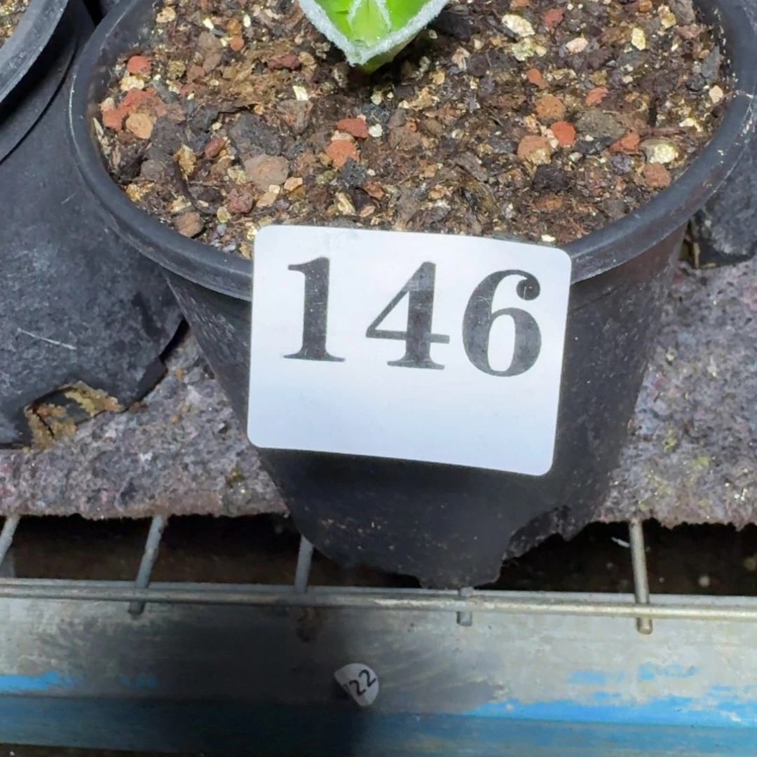 毛爱心雾冰玉多肉植物