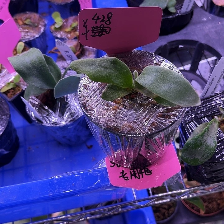 不开花植物Stemfern 生锈 蓝皇后 黄月