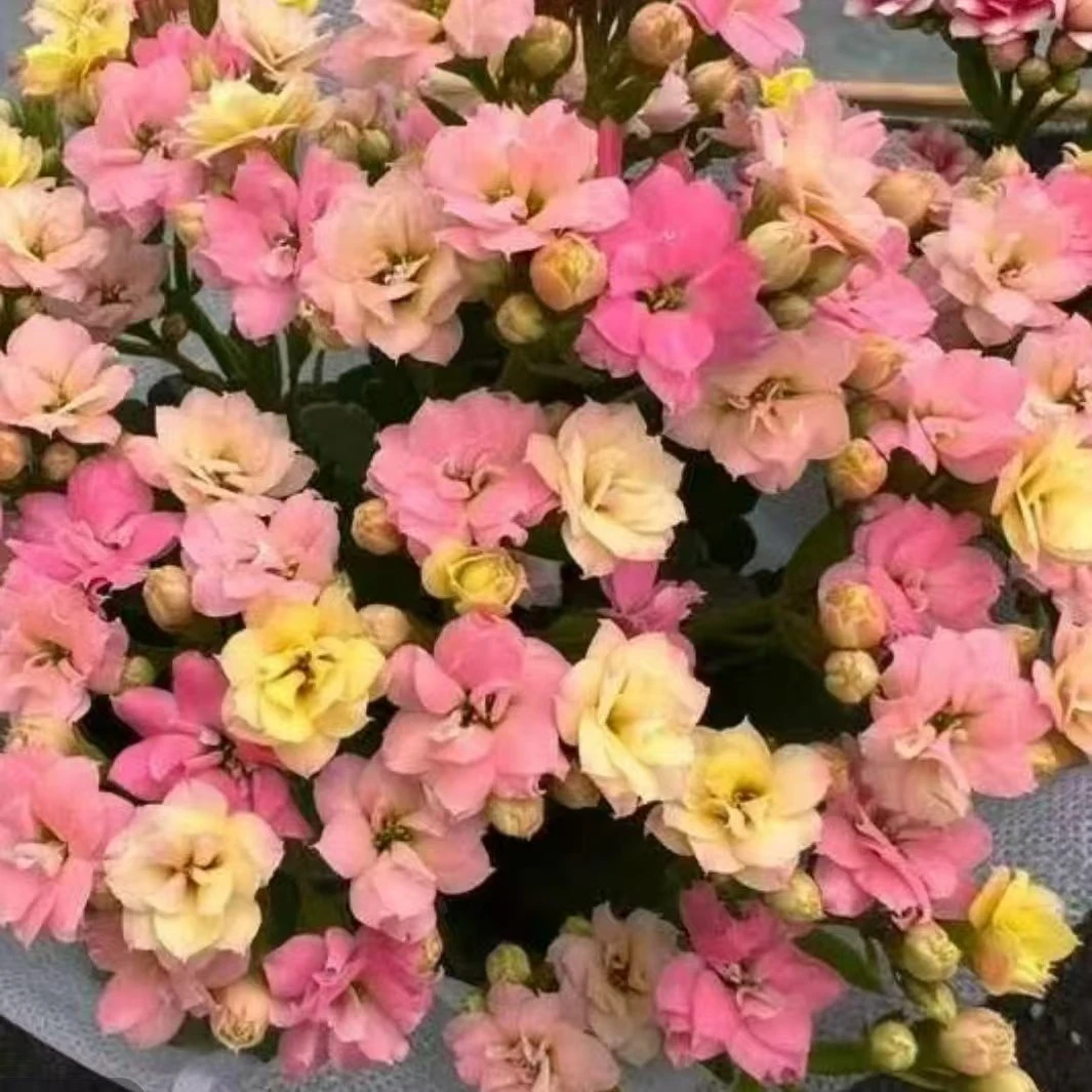 金牌变色龙  带花苞四季开花室内好养长寿花盆栽