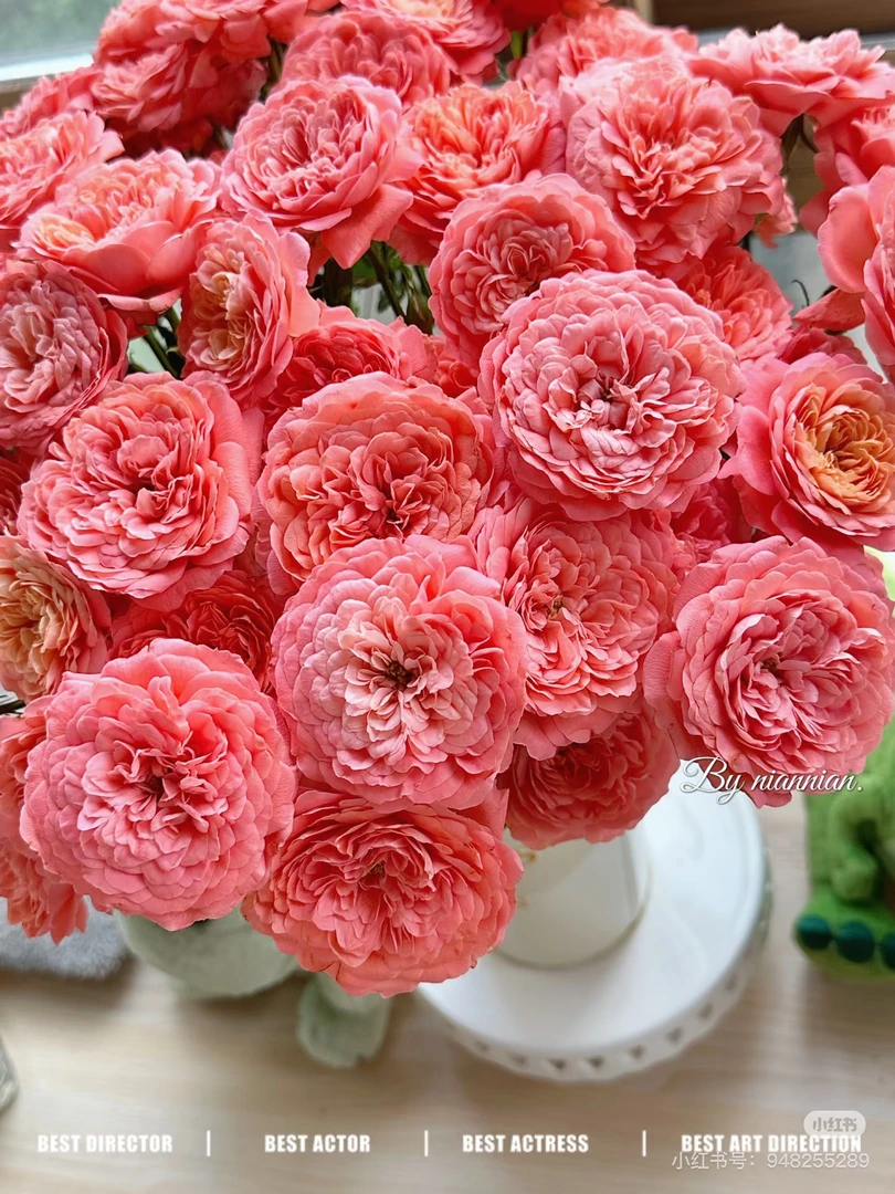 （多头玫瑰）杏色果汁10支！三件顺丰空运20%不售后