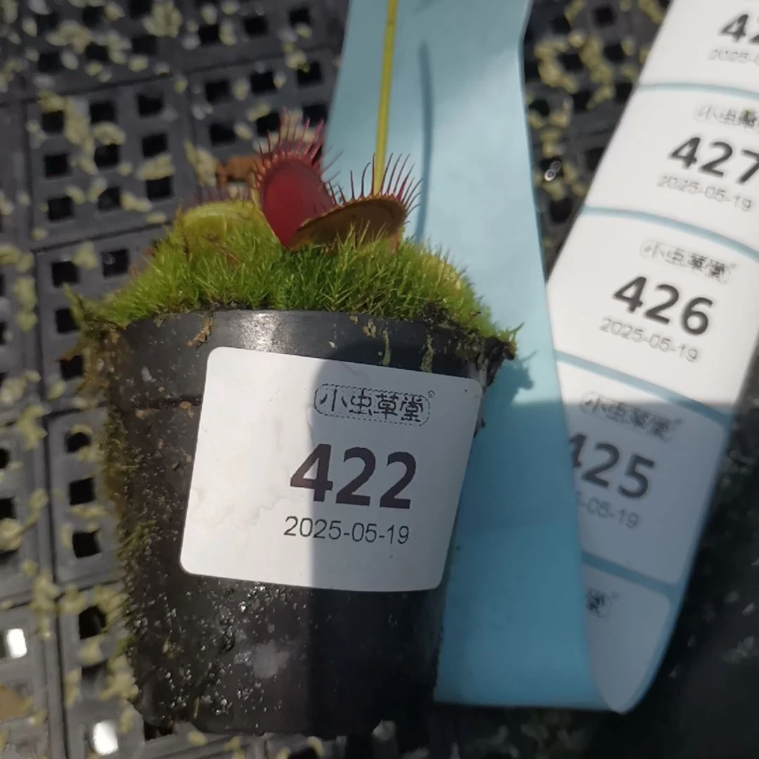 完全开放422B52捕蝇草