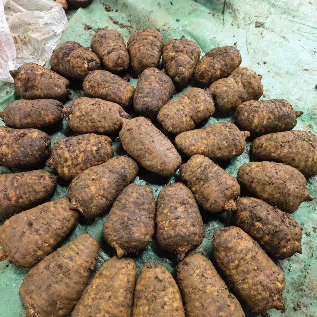 云南昭通小草坝新鲜乌天麻带泥发货可炖鸡云南昭通天麻产地直销