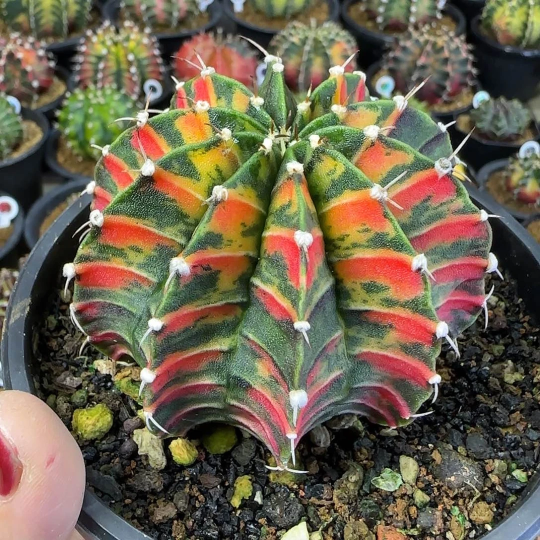 肋骨锦，福利价直接拍