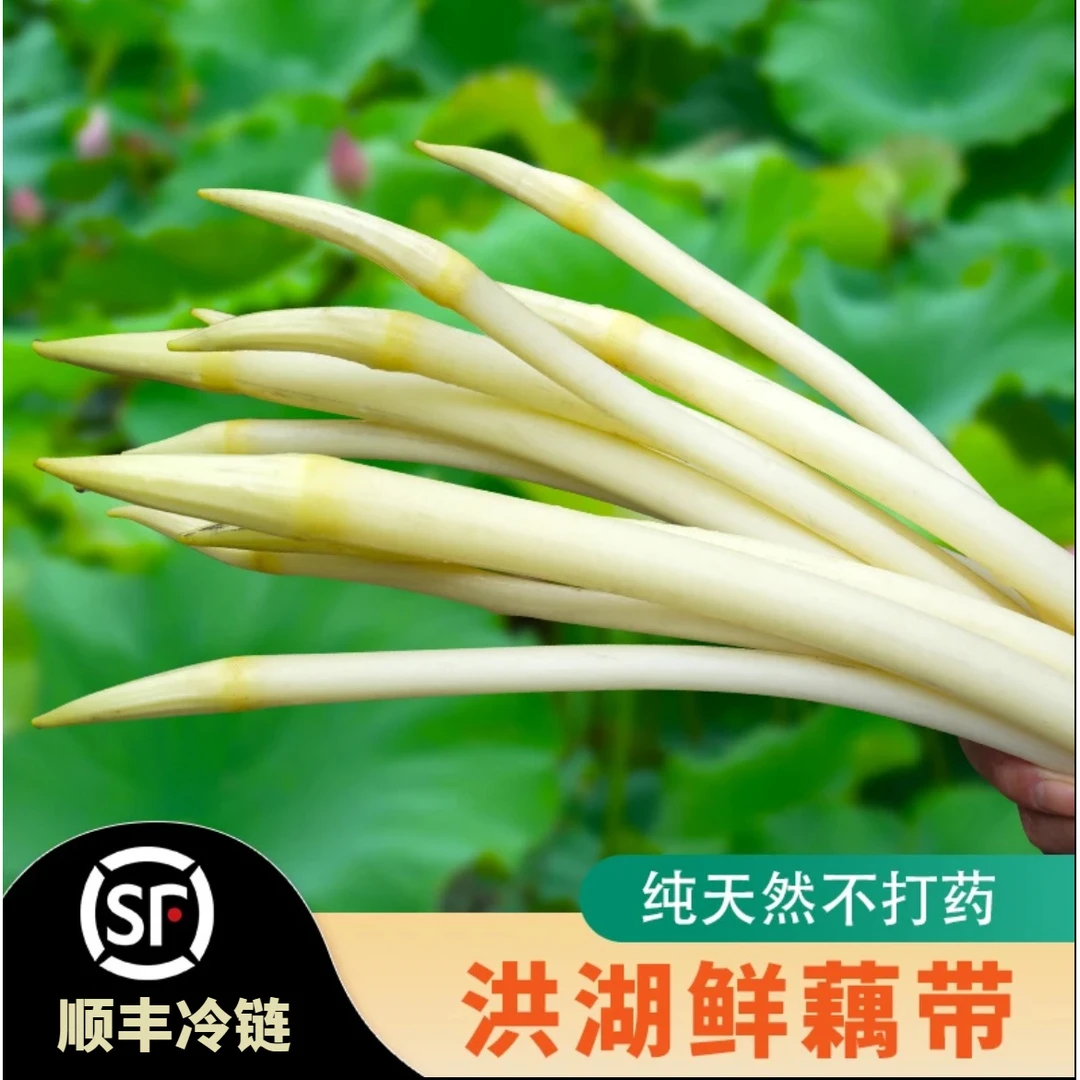 【顺丰包邮到家】新鲜藕带藕尖现挖现发藕占莲藕梢当季蔬菜湖北特产