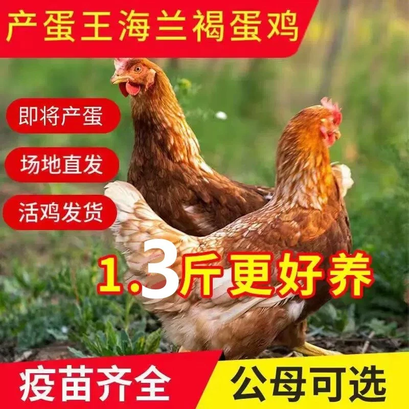 纯种海兰褐小鸡可农家散养青年鸡种苗产蛋王蛋鸡半大海兰灰活鸡苗
