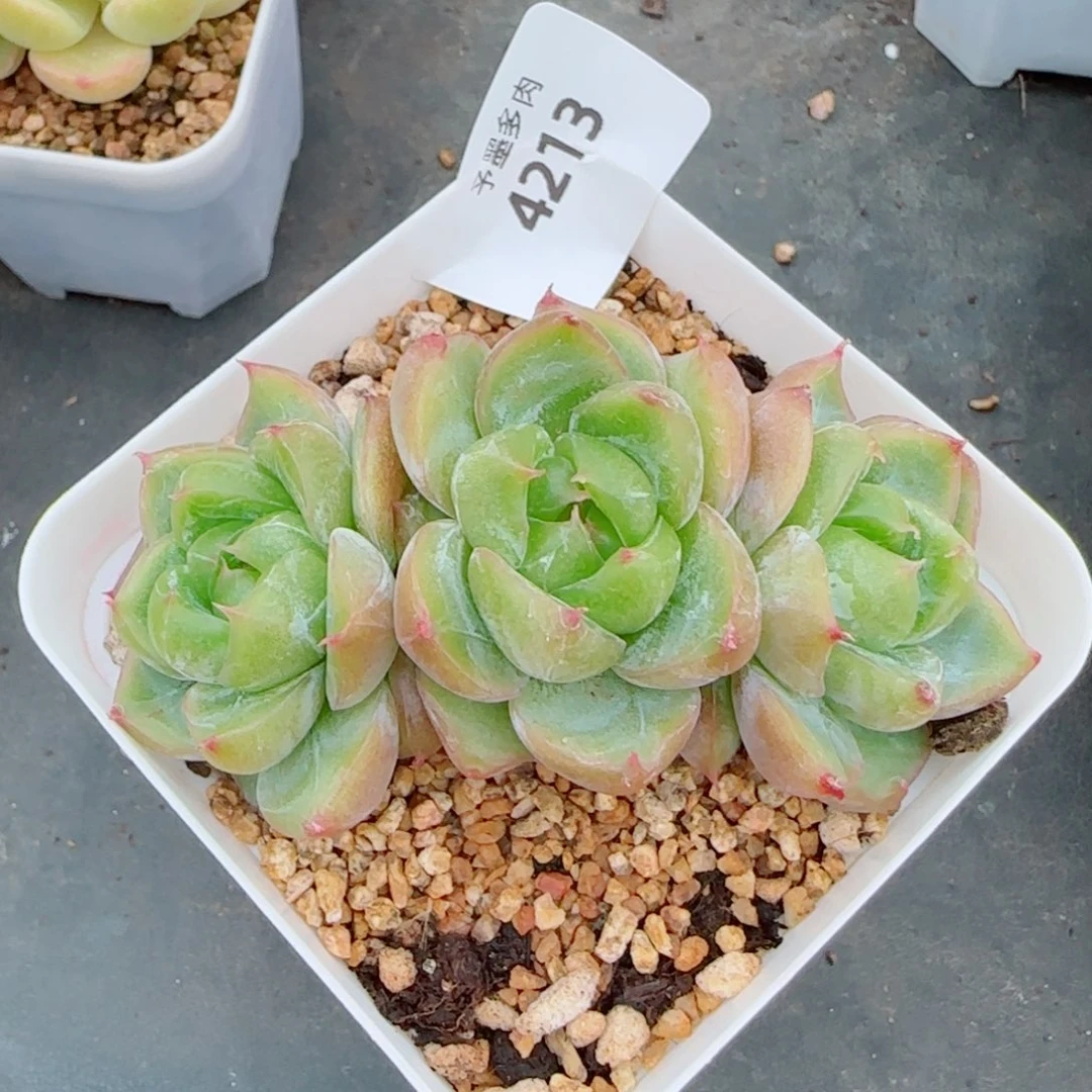 新品，4213多肉植物