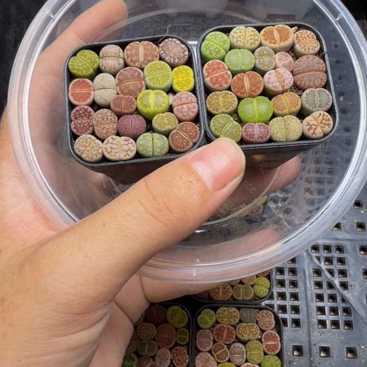 多肉植物的生长发育224