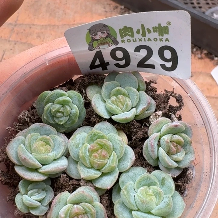 多肉植物多肉植物
