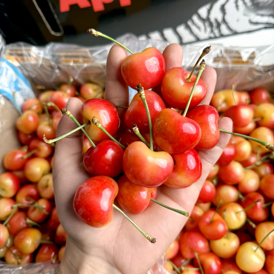 A智利空运雷尼尔 黄金车厘子2J-4J/礼盒1-4.4斤装顺丰/内附果径卡