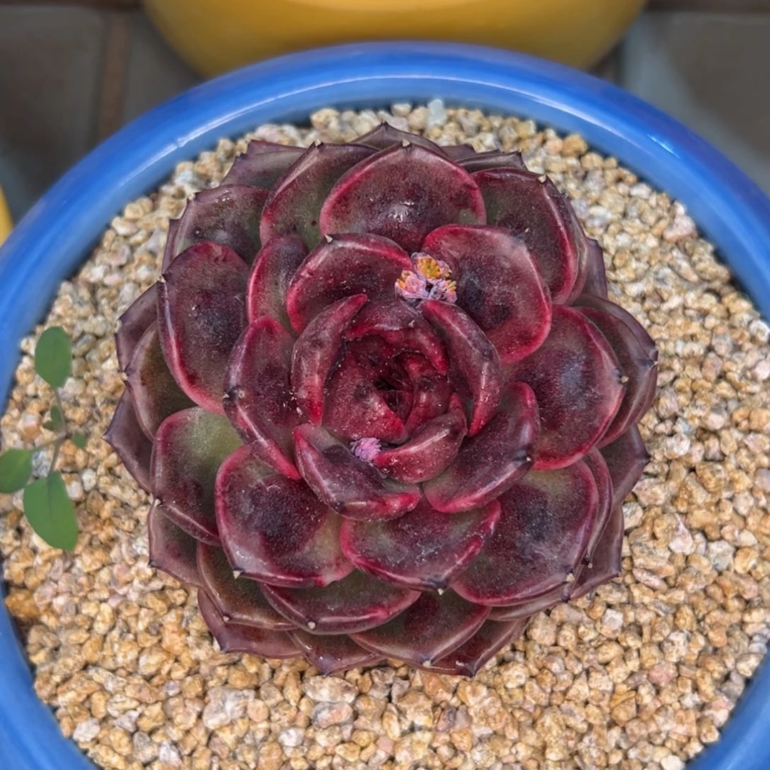 多肉一物一拍0210-666