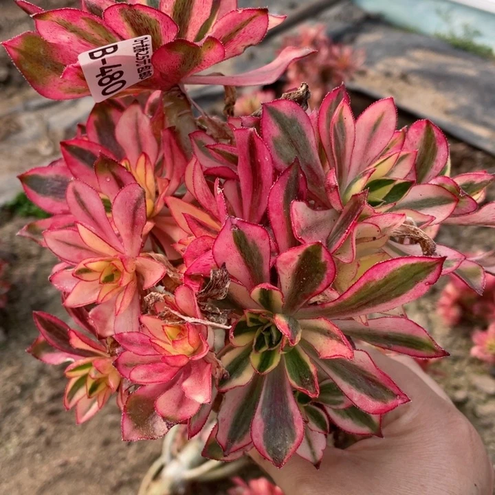 480魅影有砍根少多肉12345678