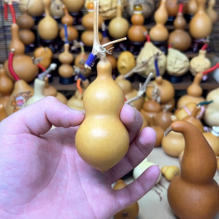 厚皮响籽大蚂蚁22