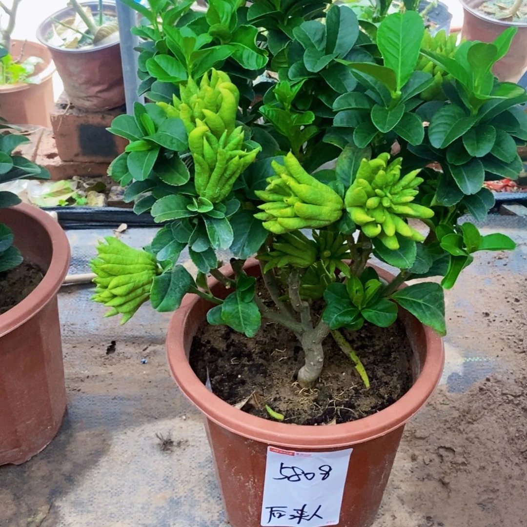 无花朵佛手盆栽植物