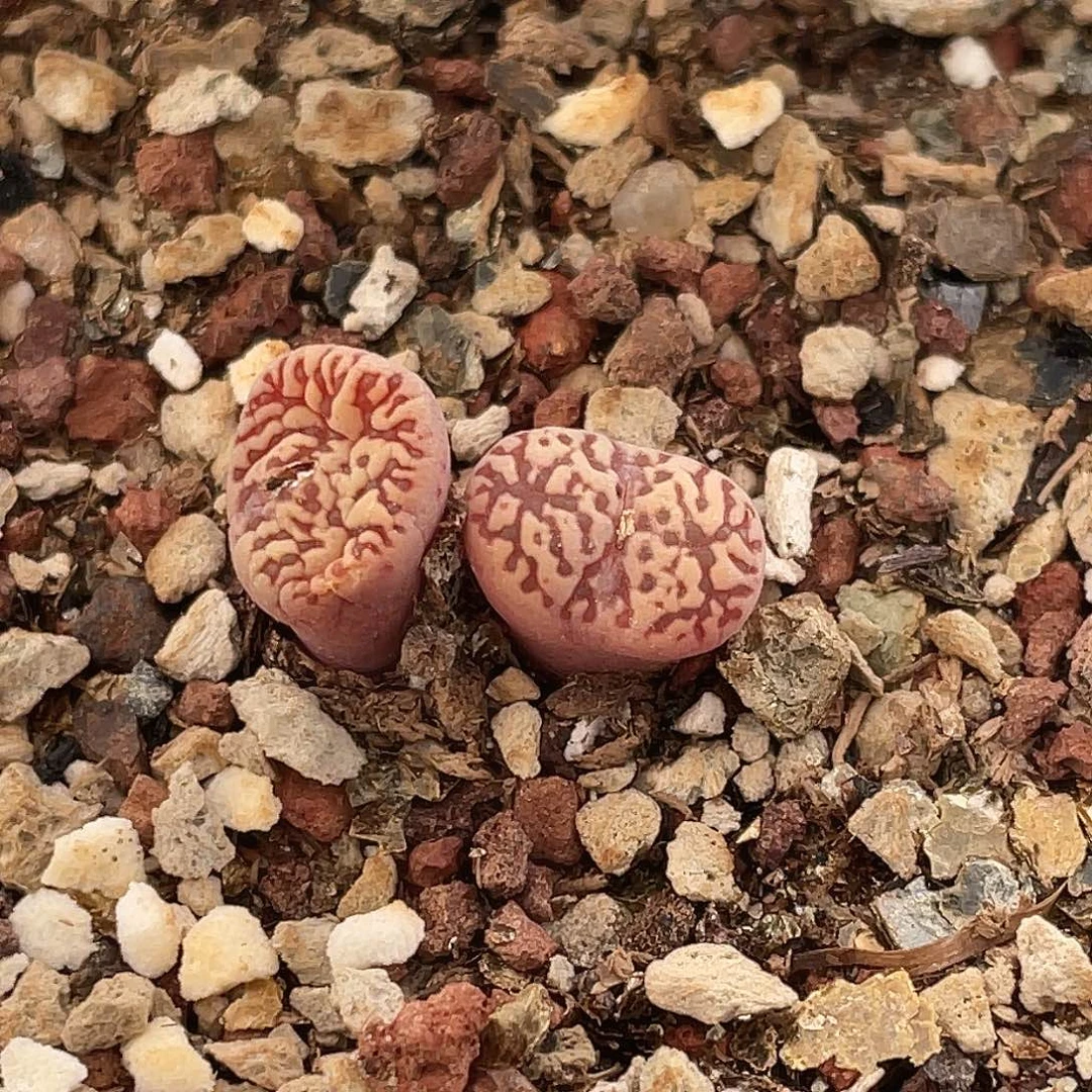 26-19鸟多肉植物肉锥