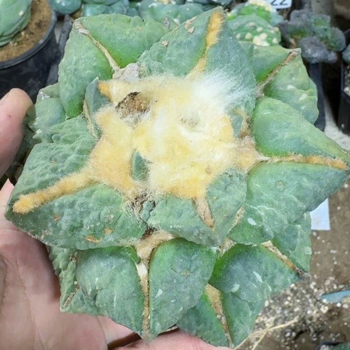 L****g福利苗接大牡丹0769