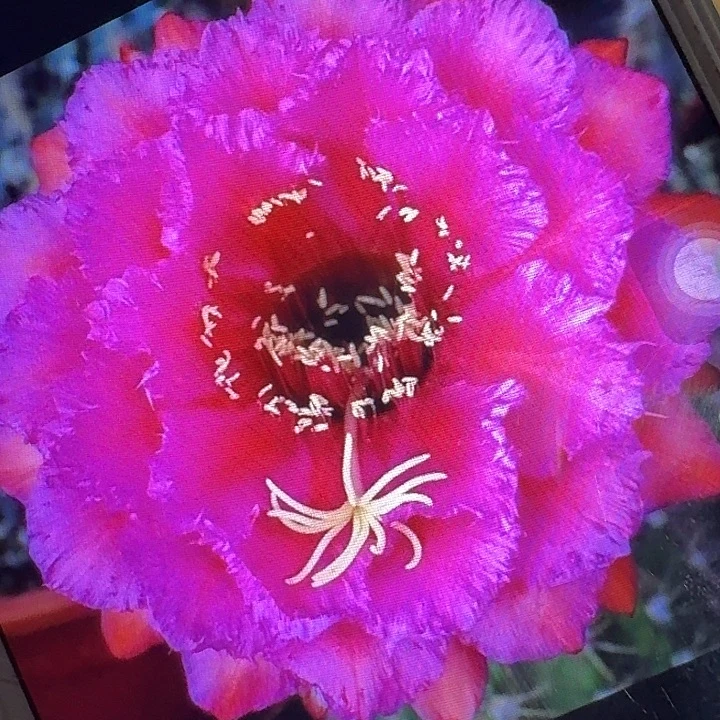 流苏侧芽5公分左右毛花柱（20包邮）