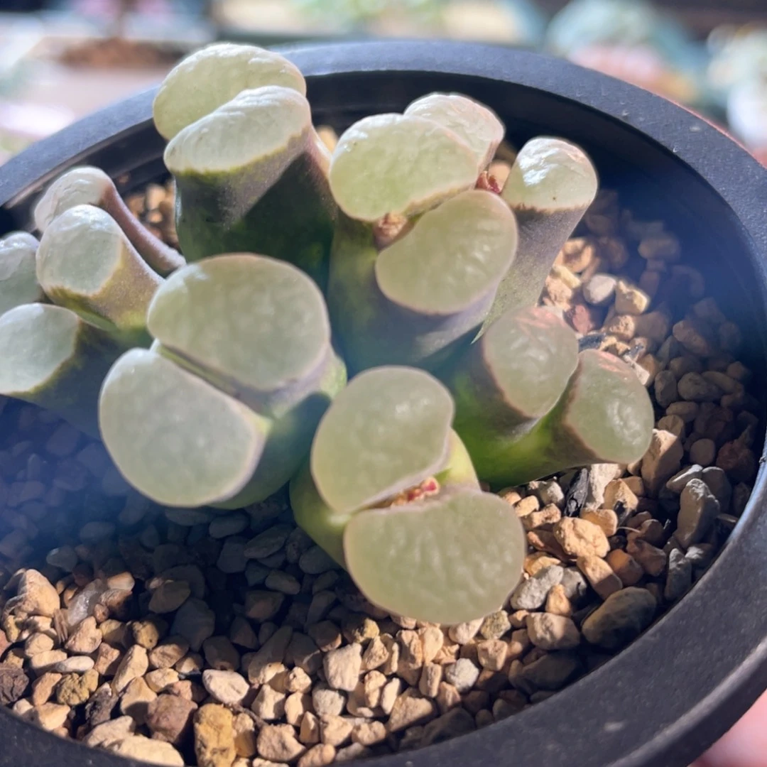 紫体白窗1917磁铁植物一物一拍