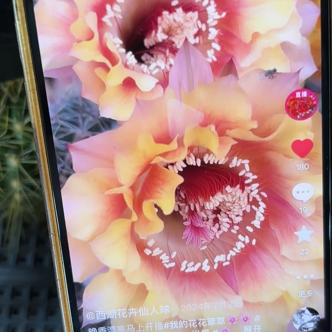 晚香彩仙人球侧牙20包邮23