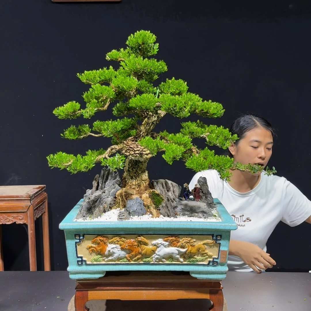 无花朵广东黄杨四季常青