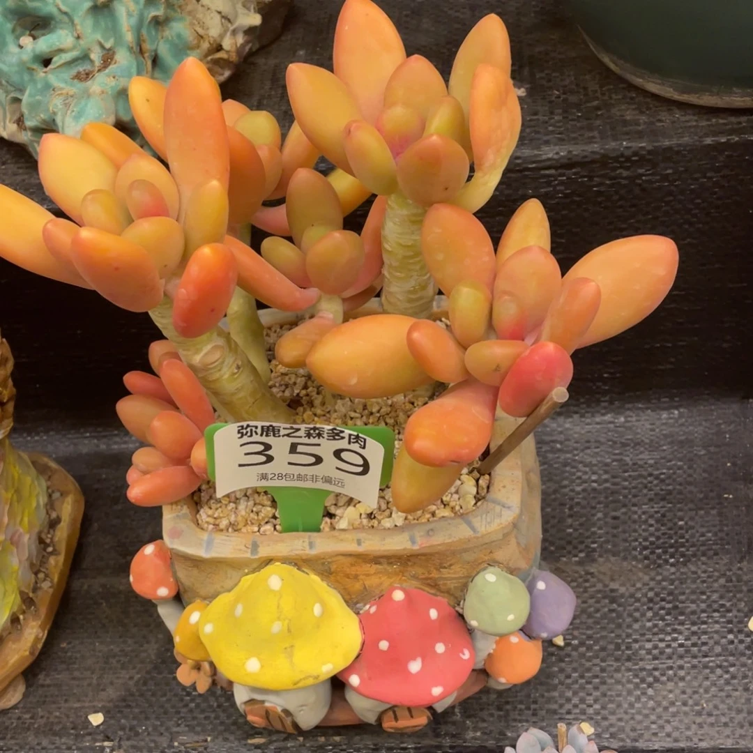 弥鹿之森一物一拍