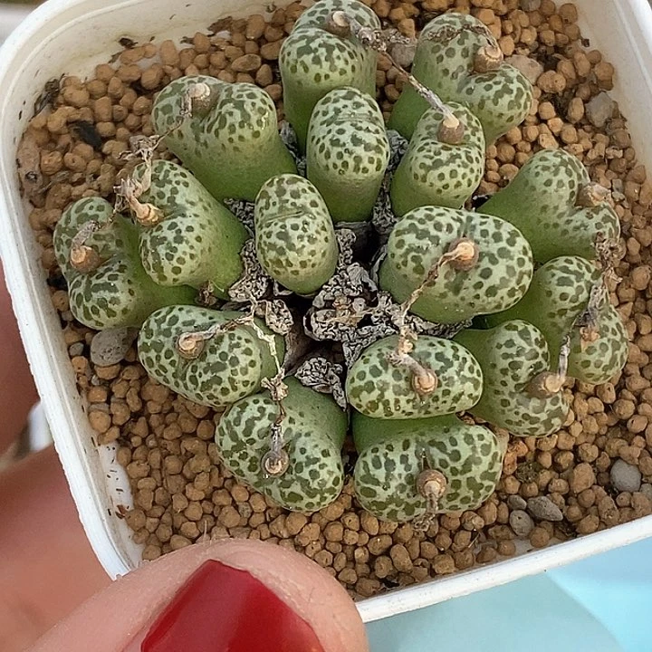 杜*果桃喜花园0208-61勋章