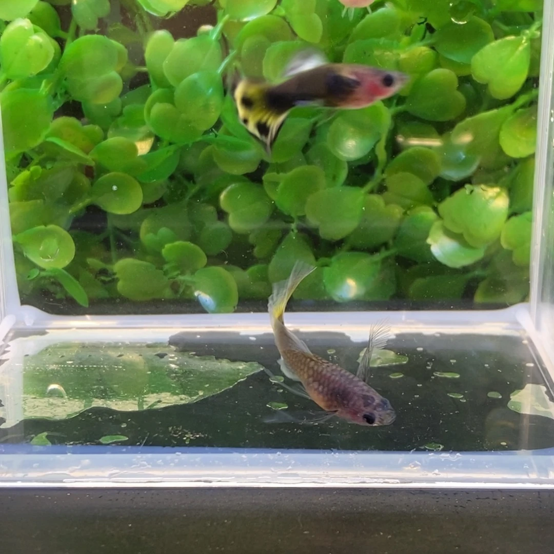 孔雀鱼小蜜蜂F1大c一对加普通体