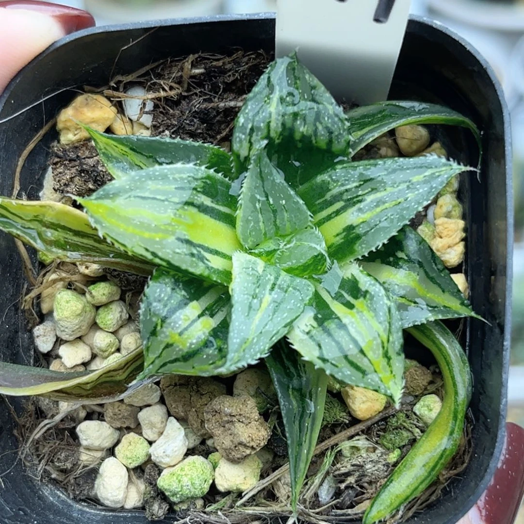 119小白鲨寿锦福利专场