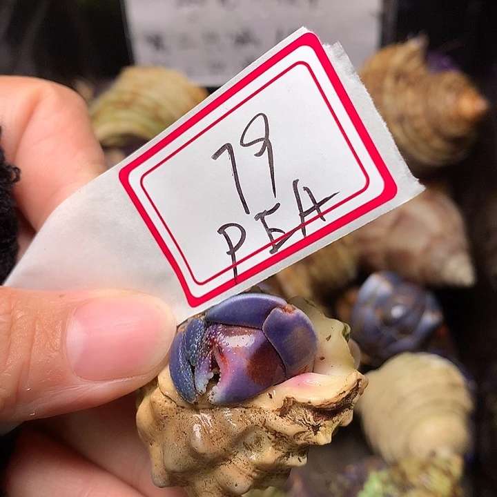 PEA专拍奔跑的寄居蟹
