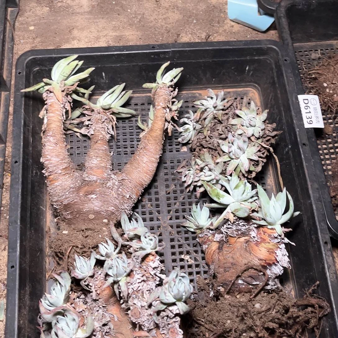 6143瑕疵处理不售后多肉