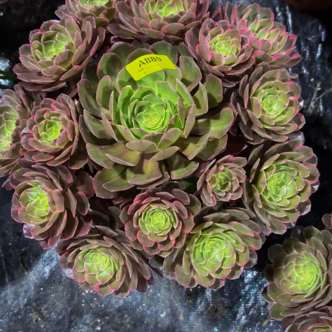 无花朵?****?889带盆发莲花座法师多肉植物