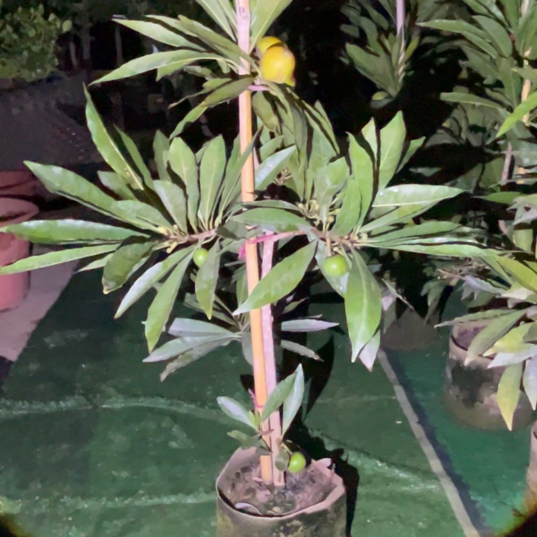 紫***晶无花朵332233233333333