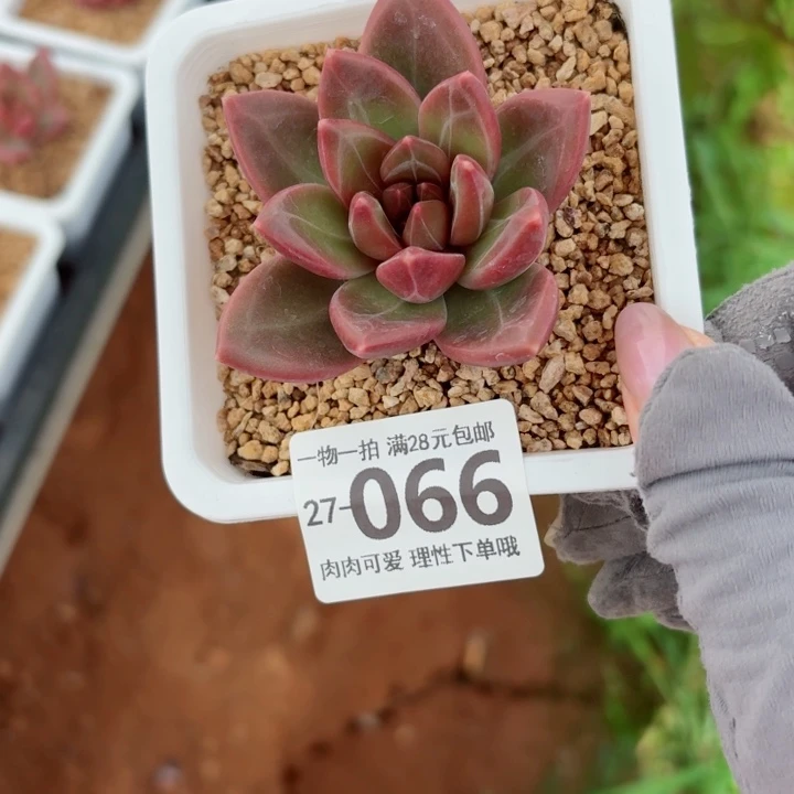 迷雾泡泡糖无盆土发货无盆